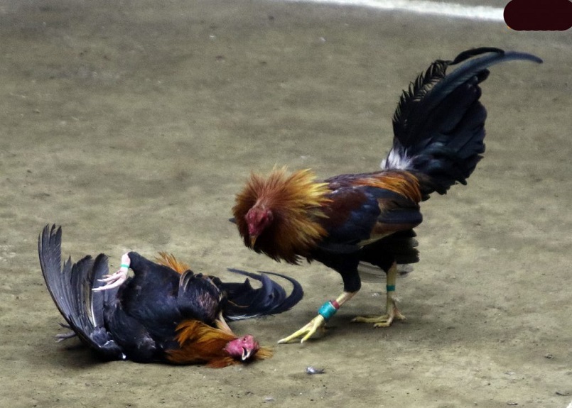 Đá gà Peru là trò chơi cá cược giải trí nổi tiếng từ các nước ở Nam Mỹ